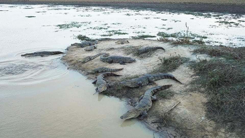 Crocodile Park Bungalow Kataragama Exteriér fotografie
